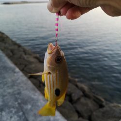 夕マズメ30分だけ爆釣果