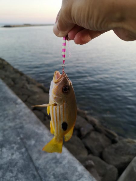 夕マズメ30分だけ爆釣果