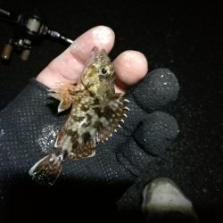 南港カモメ大橋ヘチ釣行 （キビレ37cm、ガシラ　釣果有り）