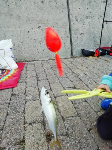 サヨリからのあじ