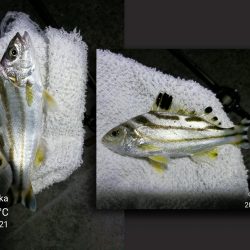 南港カモメ大橋ヘチ釣行 （キビレ33.5cm、ガシラ　コトヒキ　釣果有り）