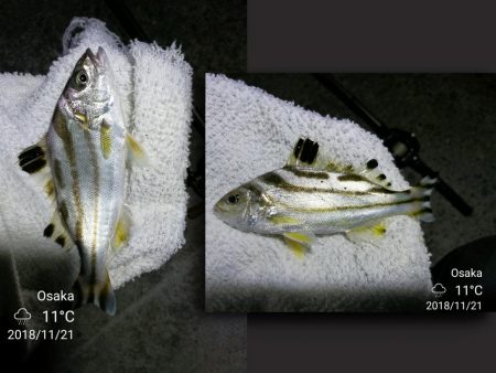 南港カモメ大橋ヘチ釣行 （キビレ33.5cm、ガシラ　コトヒキ　釣果有り）