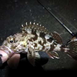 南港カモメ大橋ヘチ釣行 (再無念。。チヌ釣果無し、ガシラ 他釣果有り)