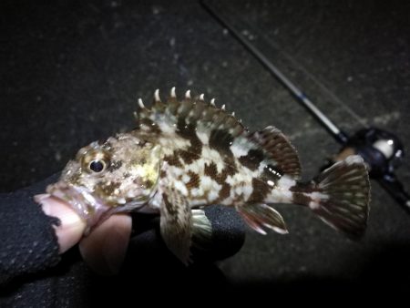 南港カモメ大橋ヘチ釣行 (再無念。。チヌ釣果無し、ガシラ 他釣果有り)