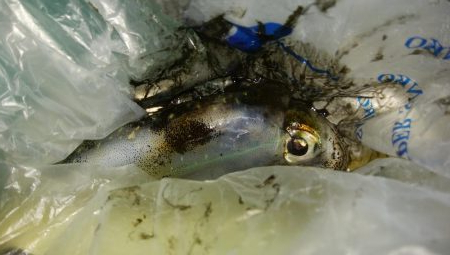 ワインドとアジング