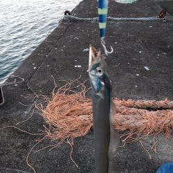 久しぶりのサゴシ