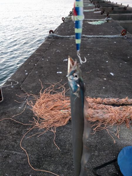 久しぶりのサゴシ