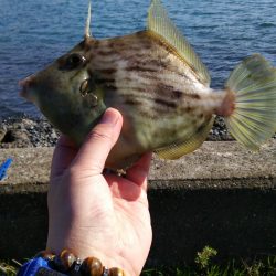 カレイ狙い投げ釣りでカワハギ