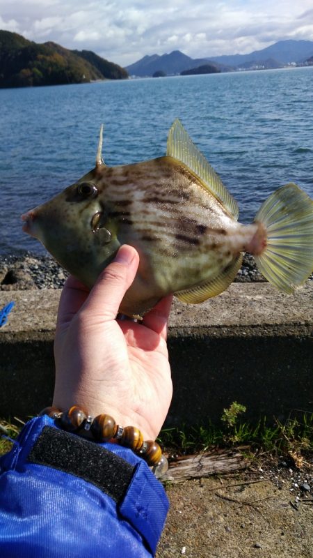 カレイ狙い投げ釣りでカワハギ