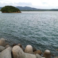 強風だけど入れ食い調査