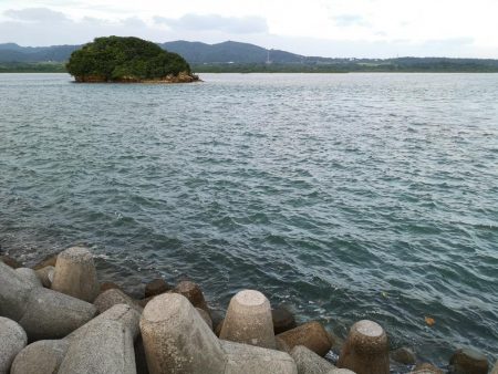 強風だけど入れ食い調査