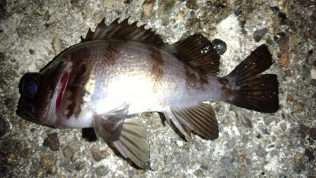 天気がいいので