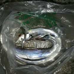 南港カモメ大橋 釣行 (タチウオ釣り 2本釣果有り)