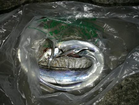 南港カモメ大橋 釣行 (タチウオ釣り 2本釣果有り)