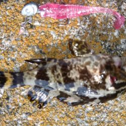 用事のついでに