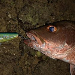干潮時間で爆釣しました。仕上げはカライワシ