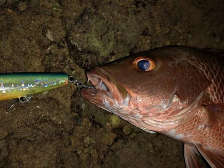 干潮時間で爆釣しました。仕上げはカライワシ