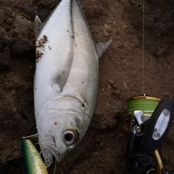 早朝、干潮時間に自作ポッパーでギンガメアジ