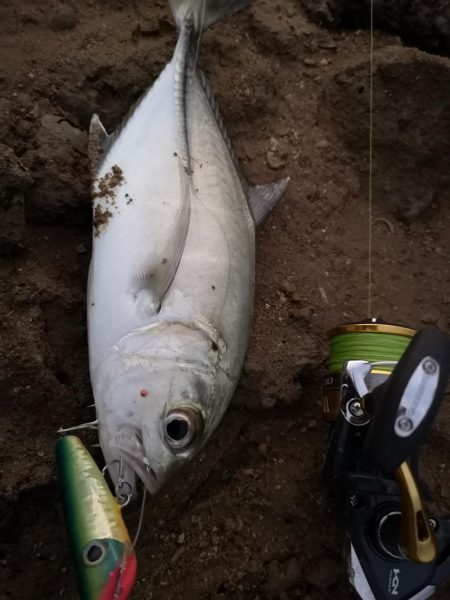 早朝、干潮時間に自作ポッパーでギンガメアジ