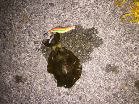 久々のメバリング