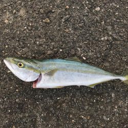 まさかテンヤでハマチ