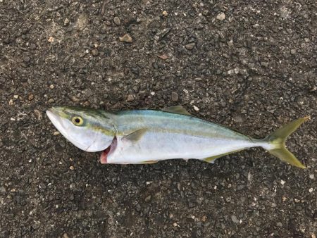 まさかテンヤでハマチ