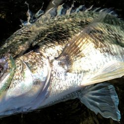 甲子園浜　デイも好調