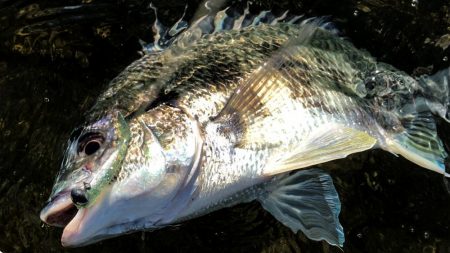 甲子園浜　デイも好調