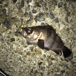 メバル・ガシラ・アジ