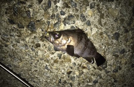 メバル・ガシラ・アジ