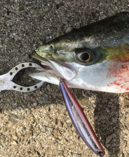 メジロ・サゴシ