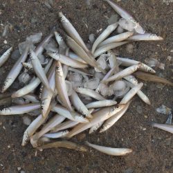 再度落ちギスを狙って