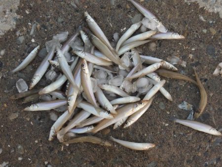 再度落ちギスを狙って