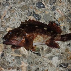 ハネを狙ったが5目釣りに