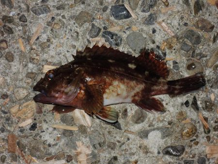 ハネを狙ったが5目釣りに