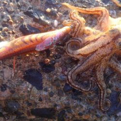 いかさんも大変だ！？