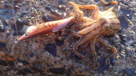 いかさんも大変だ！？