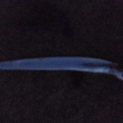 タチウオは何処？