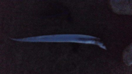 タチウオは何処？