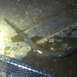 ダツが群れてました…