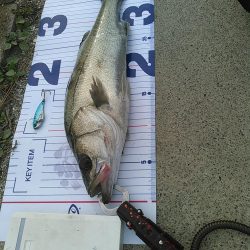 浜名湖シーバス デイゲーム