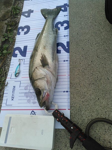 浜名湖シーバス デイゲーム