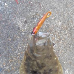 ヒラメシーズン!