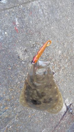 ヒラメシーズン!