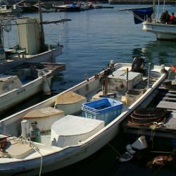 釣果はサビキのみ