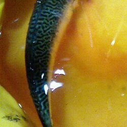 餌釣りに勝るものなし？？