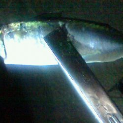 穴釣り・浮釣り