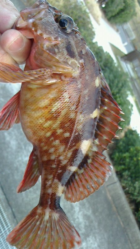 穴釣りにハマってる