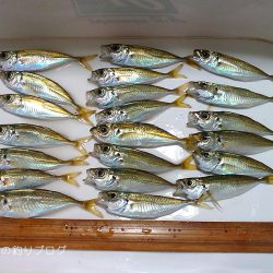 家族でちょいサビキ