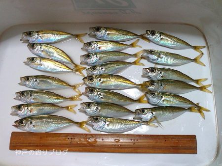 家族でちょいサビキ